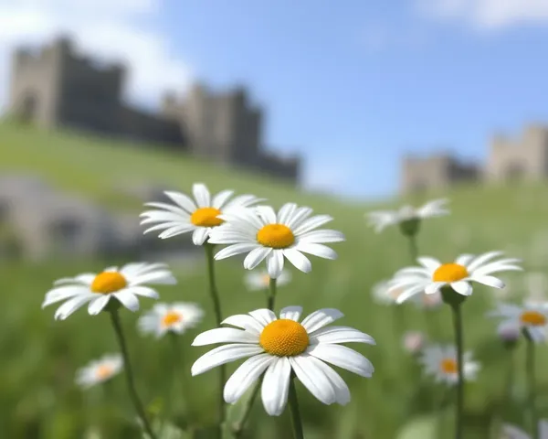 Wallpaper de Daisy PNG para Uso em Escritório