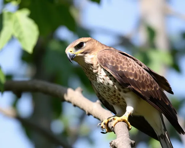 Ícone de logotipo Tuah Hawk: conceito de design único